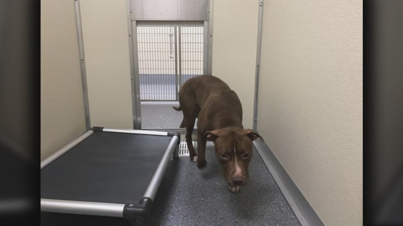 One of the three pit bulls that attacked David Weaver at Shawnee Park